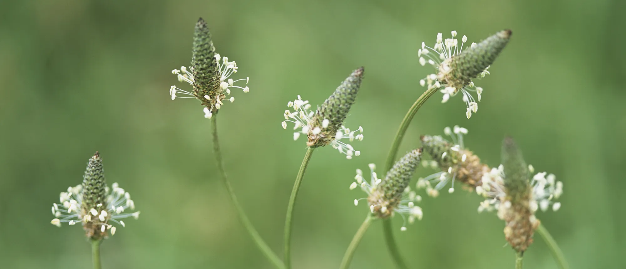 Ribwort Plantain